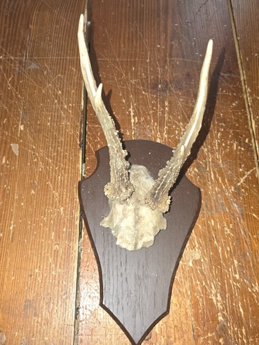 Massacre trophée de - ,