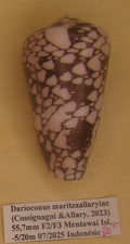 Conus (Darioconus)