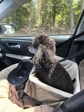 Dog Booster Car Seat Animal