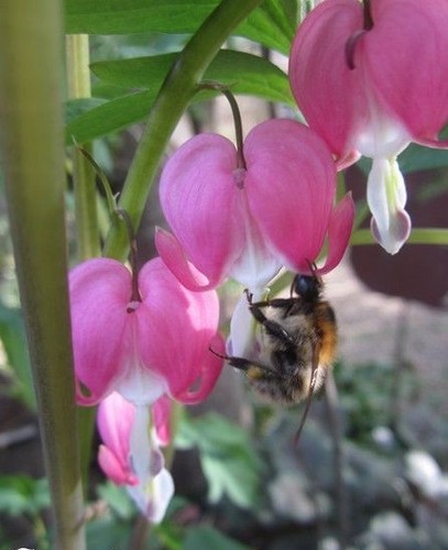 Coeur marie dicentra - coeur,