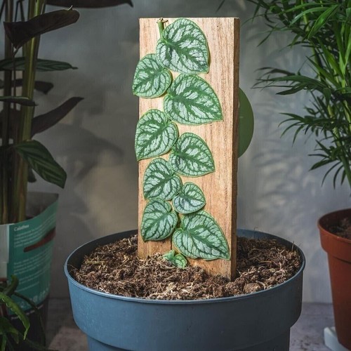 Monstera dubia shingle plant - plant,