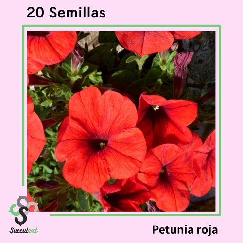 Semillas semi seeds -  20,