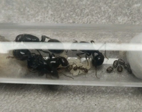 Fourmis messor barbarus - messor, 4