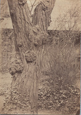 Tronc d'arbre, Vintage print, ca.1880 Tirage vintage tirage d'époque