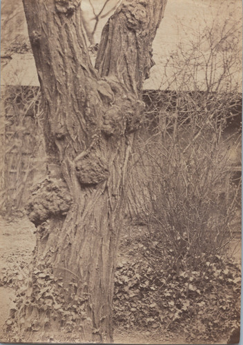 Tronc arbre vintage print - d'arbre,,