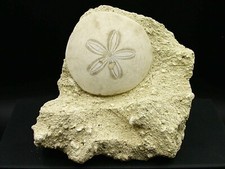 OURSIN FOSSILE - TOURAINE