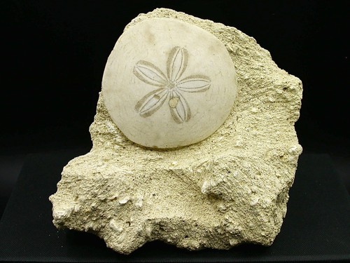 Oursin fossile touraine - oursin,