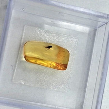 Rareté : Bernstein-Fossil