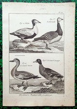 XVIII ème - Rare Gravure