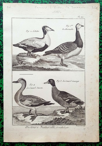 Xviii ème rare gravure - rare,