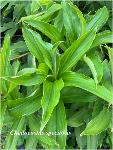Cheilocostus speciosus - , °