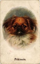 CPA AK Pekinois DOGS (745843)