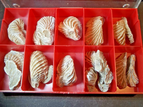 Fossiles alectryonia frons - fossiles,