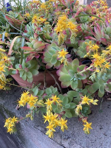 Plants boutures de - ou,