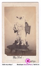 CHIEN DEBOUT FUMANT LA PIPE & TENANT UN PANIER, DOG, CDV à SAINT-MALO -B14