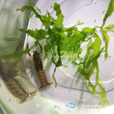 Lot de 10 Écrevisses Naines Blue Mini pour Aquarium Eau Douce - lebonaqua