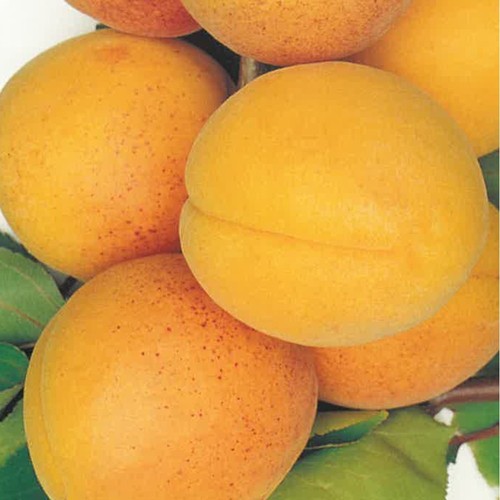 Plante fruitière abricot - fruitiÈre,