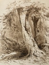 Très Belle Peinture Lavis Encre Sur Papier XIXe  1850 Forêt Paysage Arbre Tronc