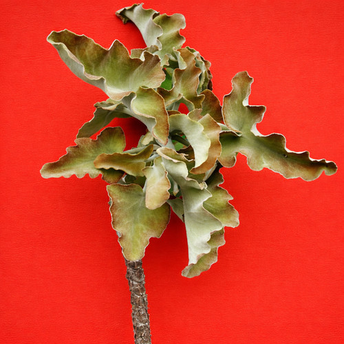 Kalanchoe beharensis seeds - beharensis, 10