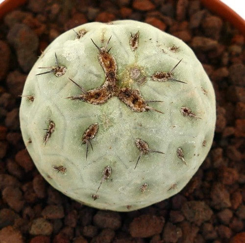 Tephrocactus geometricus one - tephrocactus,