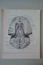 PLANCHE D'ANATOMIE HUMAINE