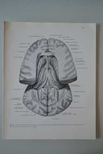 Planche anatomie humaine - planche, d'anatomie