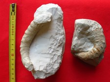 Ammonite hétéromorphe du