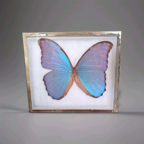 Big morpho butterfly vintage - butterfly,