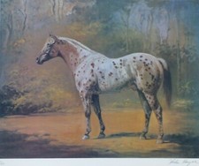 Helen Hayse Appaloosa Clou