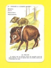 Carte - Ongulés à 4 doigts (Porcins) - Pécari