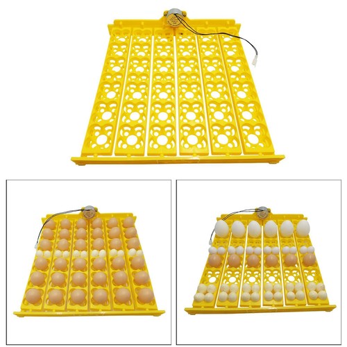 Oeufs incubateur turner - turner, poulet