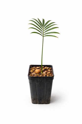 Cycas laotica cycad du - laotica,