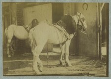 Agriculture. Elevage. Chevaux de trait. Ferme. Albumine circa 1880.