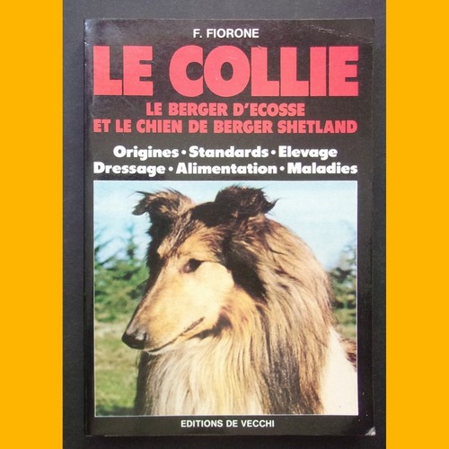 Collie berger d ecosse - le,