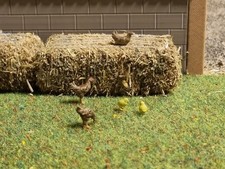 UMA008 - 3 poules rousse + 2