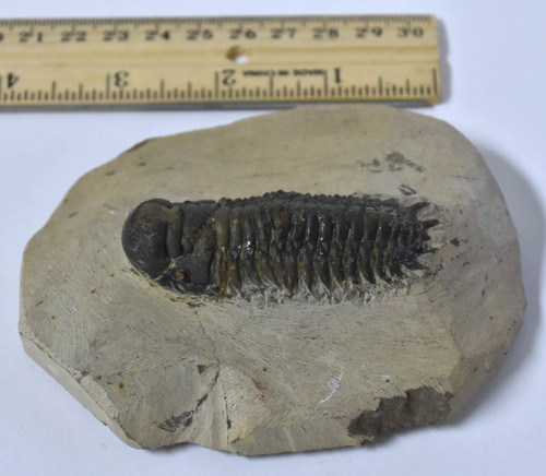 Trilobite fossil - trilobite,