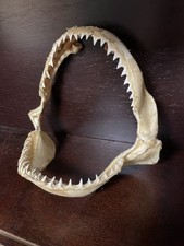 Mâchoire De Requin Origine Seychelles Cabinet Curiosités 