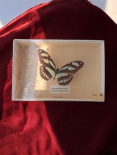 Taxidermie - Papillon Naturalisé - Metamorpha dido SOUTH AMERICA