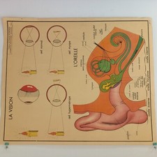 Affiche pédagogique scolaire - pédagogique,,