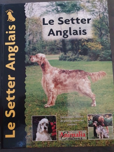 Setter anglais juliette - le,
