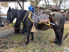 selle 1859 McClellan officier confédéré CS/US