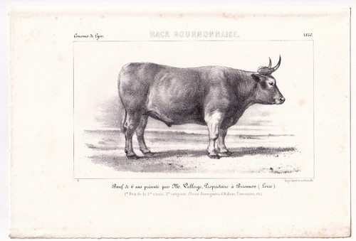Beef bovine charolais race - bovine,