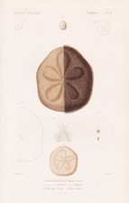 Clypeaster Rosaceus Oursin