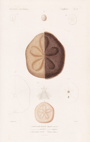 Clypeaster rosaceus oursin - clypeaster,