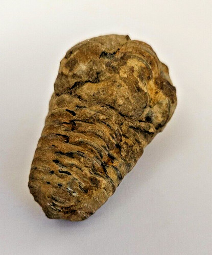 Trilobite arthropode fossile - trilobite,