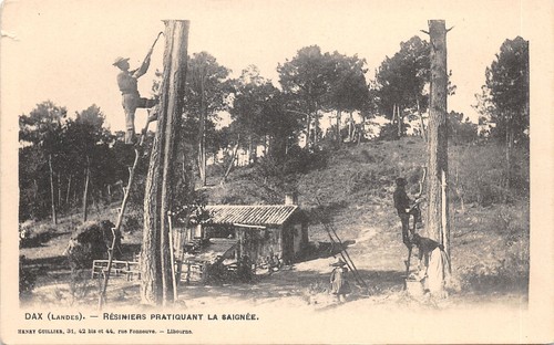 Scene des landes resinier - 40-scene, landes-resinier
