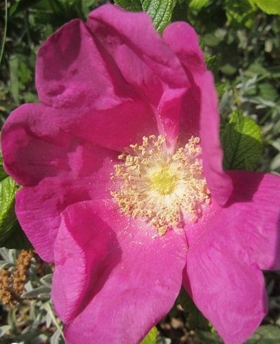 Rosier rugueux fuchsia - ♫, 'fuchsia'