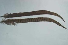 2 x Plumes queue de FAISAN 45