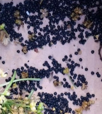 200 graines d'ail des ours récolte 2024:  cultivez votre propre ail sauvage !