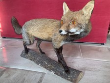 Ancienne taxidermie renard - ancienne,